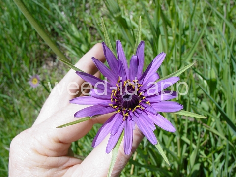 salsify, common